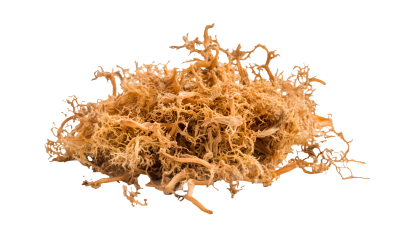 Wildcrafted Irish Sea Moss